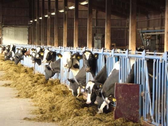 milk production with special emphasis on udder and metabolic health One of