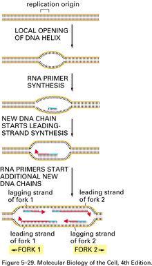 Origin of DNA Replication General mechanism: 1. Local opening of the DNA double helix 2. Synthesis of RNA primers. 3.