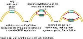 Hemimethylation of the E.