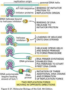 Initiation of Replication of the Bacterial Chromosome Binding of the initiator protein (dnaa) to the origin of replication Primosome = dnab (DNA helicase) + dnag (DNA primase) Binding of DNA helicase