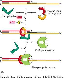 Clamp DNA polymerase has a tendency to synthesize short DNA molecules and then to quickly dissociate. This property is useful for the formation of multiple short Okazaki fragments.