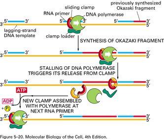 Synthesis of Okazaki Fragments DNA synthesis in between RNA