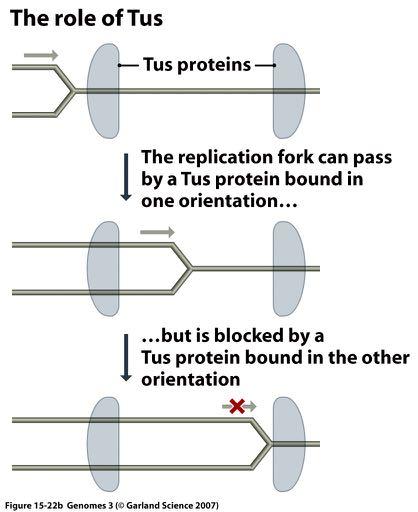 DNA Replication: Termination Replication terminates in a defined region; where the 2 replication forks meet at a