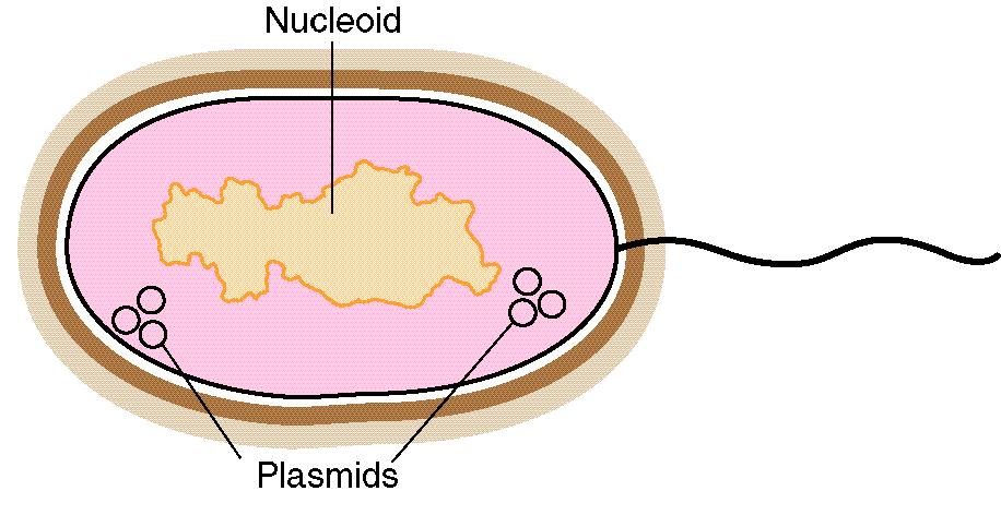 Bacterial genomes Plasmids - usually small (<10 kb), circular DNAs -