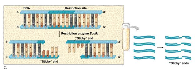 B. Restriction Enzymes cut DNA 1.