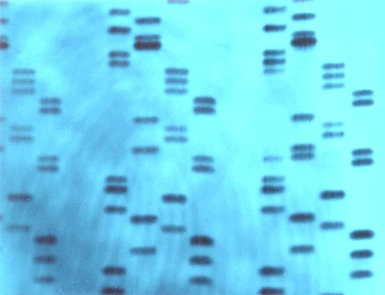 2. A DNA fingerprint is a representation of parts of individuals