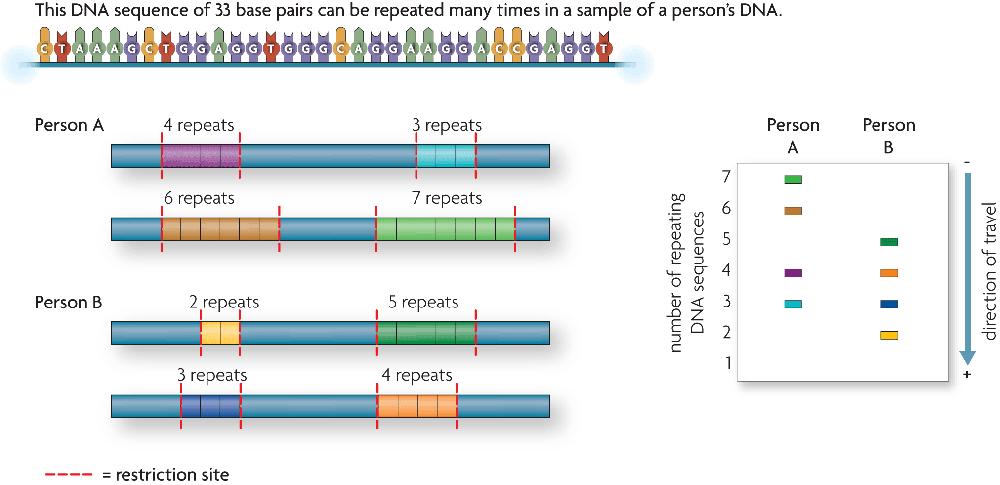 Use sequences of DNA that vary greatly from one individual to
