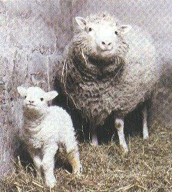 4. Dolly became first cloned mammal (sheep) a.