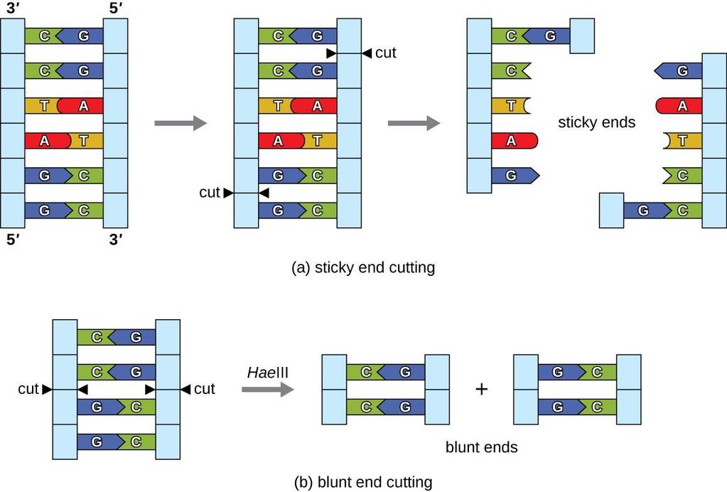The creation of recombinant DNA molecules is possible due to the use of naturally occurring restriction endonucleases (restriction enzymes), bacterial enzymes produced as a protection mechanism to