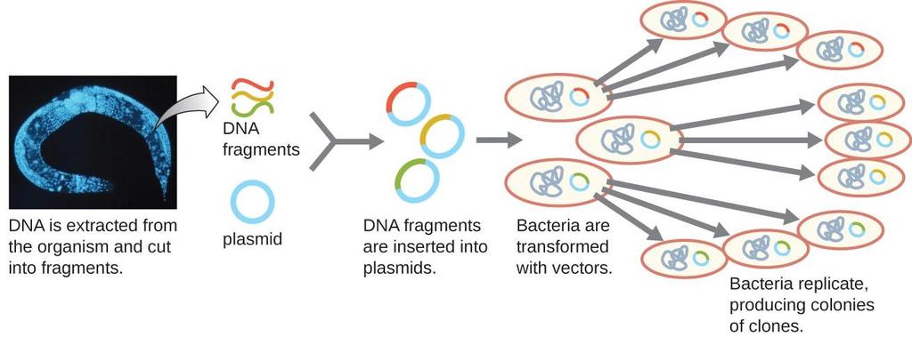 Molecular Cloning Using Transduction Alternatively, bacteriophages can be used to introduce recombinant DNA into host bacterial cells through a manipulation of the transduction process.