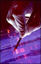 Practical Applications of DNA Fingerprinting Paternity and