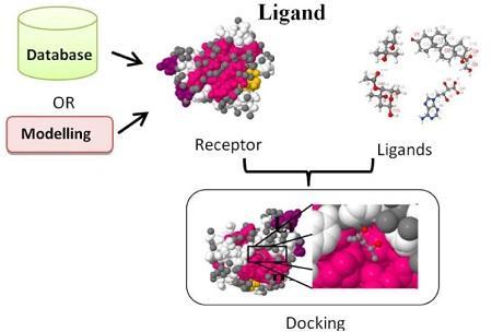 2. Ligand-Based drug design In LBDD, 3D structure of the target protein is not known but the knowledge of ligands which binds to the desired target site is known.