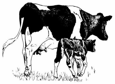 Daughter Pregnancy Rate Daughter Pregnancy Rate (DPR) is defined as the percentage of nonpregnant cows that become pregnant during each 21-day period.