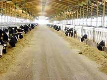 Trends in American Dairy Farming Increasing herd sizes 100s to 10,000s of cows Dairy farming is a business Away from population centers Lower real estate prices Less environmental pressure