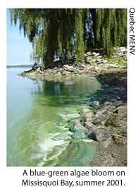 Lake Water Quality Concerns Eutrophication caused by excess
