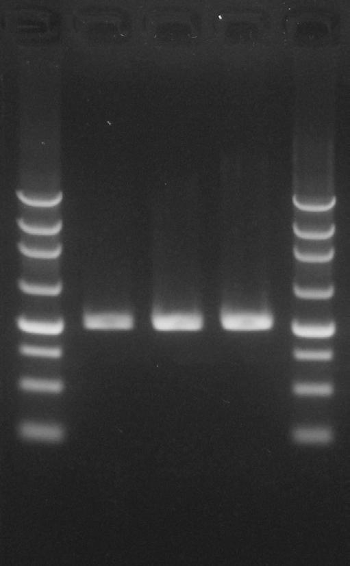 V-4. Electrophoresis analysis After mixing the 5X Loading Dye (included in kit) and PCR reaction solution at a ratio of 1:4, load samples in an agarose gel and perform electrophoresis.