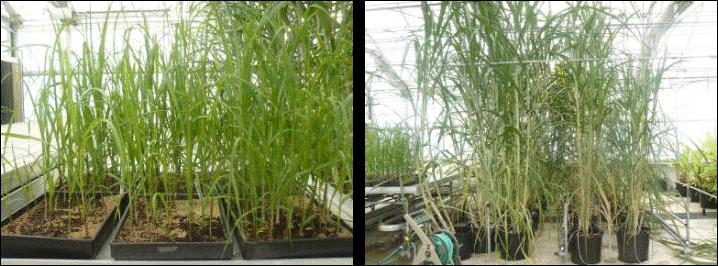 A Figure 6. Sugarcane bank in the greenhouse. (A) Bud germination. (B) Plants in the pots.