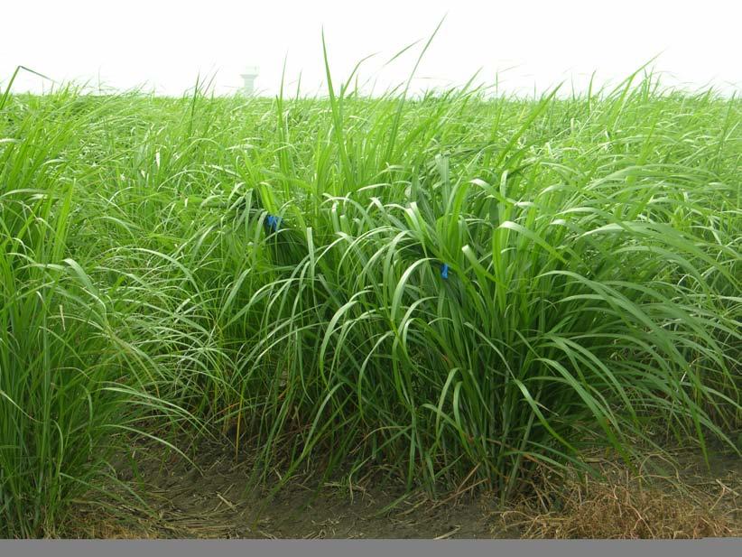 Figure 2. Miscane (Miscanthus x sugarcane) hybrids grown at the Texas AgriLife Research Center in Weslaco, TX. Task 2. Marker-assisted breeding.