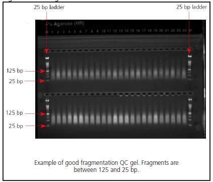Figure 5. Gel Image 5. Quantitate the Resuspended Samples 1. Quantitate the samples prepared in the OD plate. 2. Assess the OD reading for each sample. Median Yield = 1200 µg/well 6.