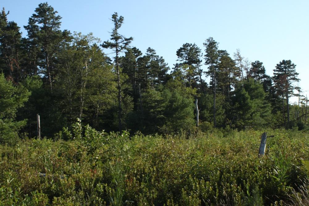 Dead snag trees were retained to create habitat