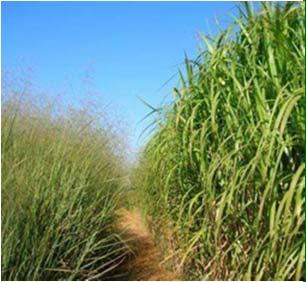 Agriculturally produced biomass includes annual and perennial grasses as well as residues from crops grown for food and feed, such as corn stover.