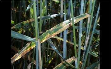 Elements in models for cereals and oilseed crops Disease/pest Weather data Biological/field data Wheat glume blotch (Stagonospora nodorum) Barley net/spot blotch (Drechslera teres) Barley scald