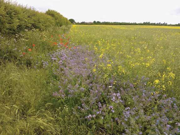 MANOR FARM. Above: Pollen and nectar mix.