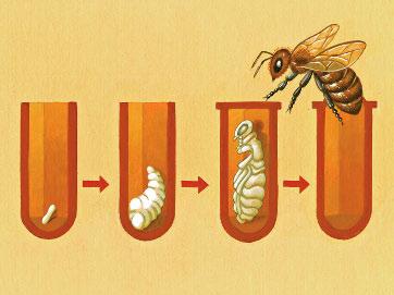 Life Cycle of a Honeybee egg larva pupa adult Worker bees feed all the new larvae.
