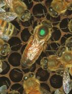 queen bee worker bee drone Kinds of Honeybees A