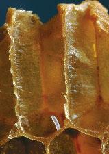 honeybee egg larva 8 How Honeybees Grow The bees in a hive may