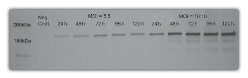 split schedule in SFM. The cell density was maintained between 5 10 5 and 3 10 6 cells per ml and cultures were incubated at 37 C with an atmosphere of 95% air and 5% CO 2.