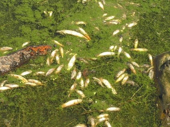 oxygen, increased ph Changes in fisheries and other aquatic life communities, fish kills Human health