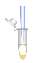 VII. Genomic DNA extraction from cultured cell This protocol is designed for extraction of Genomic DNA from cultured cells. Resuspension buffer may form a precipitate during storage.