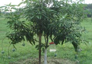 Irrigation For fresh market, the fruit trees are irrigated at different growth stages for maximizing the yield.