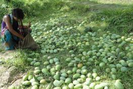 minimization of postharvest losses of fruits but in