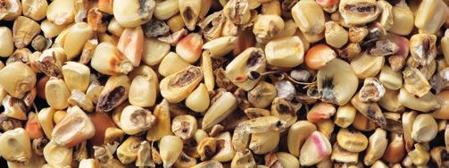 According to the UN Food and Agriculture Organization (FAO), as much as 25 % of all agricultural raw materials are contaminated with mycotoxins. Grain is affected with particular frequency.