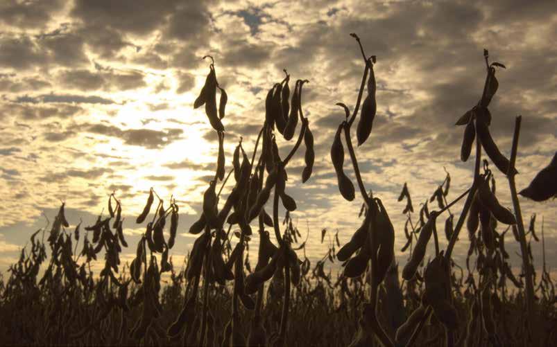soybean growers increase