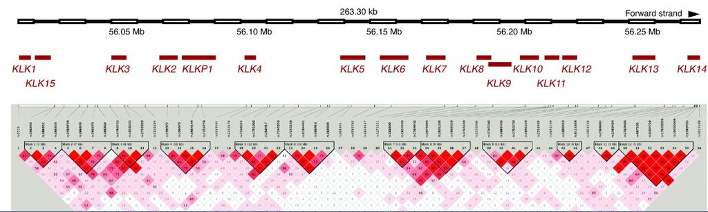 Kallikrein Region Background The human tissue kallikrein family consists of 15 genes (KLKs) that all clustered on chromosome