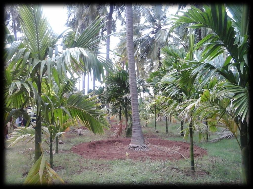 Coconut+Arecanut+Nutmug In this cropping system 14000 Coconut,7000 Arecanut,600 Nutmug trees are there. The spacing Between the Coconut trees 28.