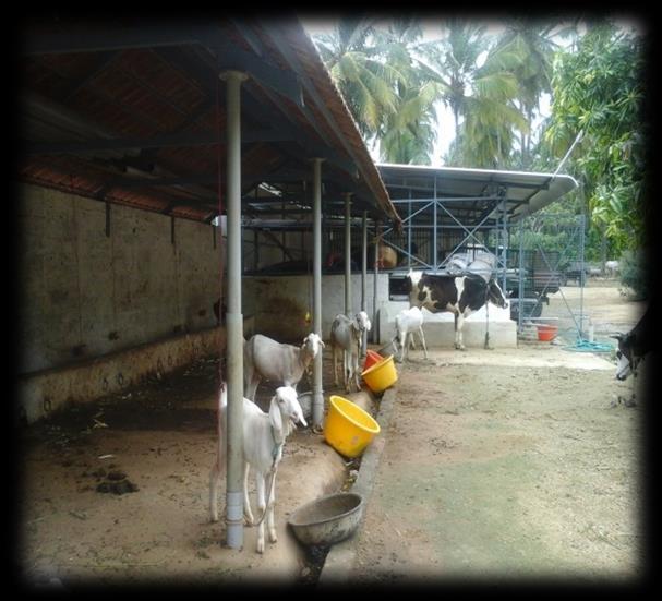 Fodder requirement for cow and goat is obtained from their field which