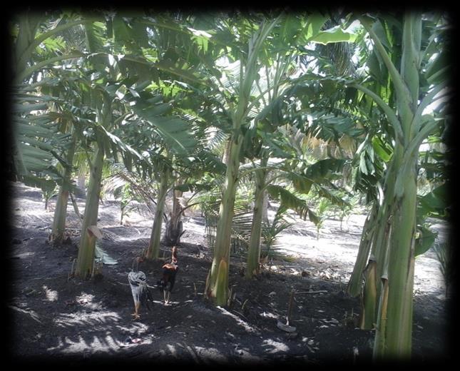 Banana Banana [Nendran-valian] is cultivated in 3 ac. Fertilizers are given through fertigation.