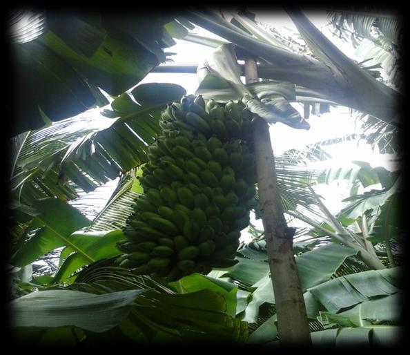 The bunch weight is about 7-8kg and 3-4 kg in Nendran variety. 1 kg of banana is selling about Rs.30 in market.