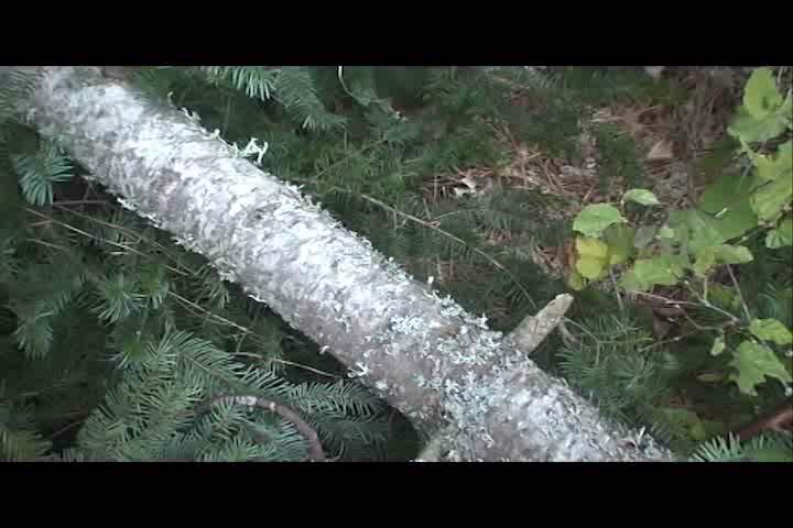 Side Bind (Wildland Fire Chain Saws, S-212 Video, National