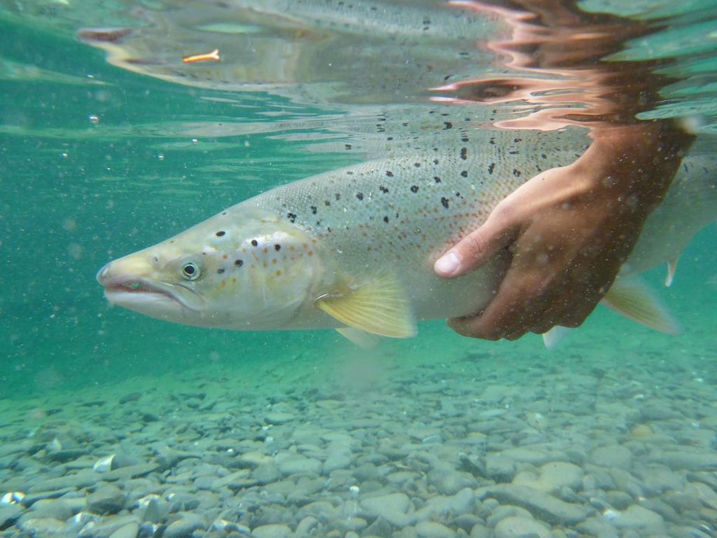 Atlantic salmon (Salmo salar) Higher thermal tolerance sympatric species competitive advantage over other Genetic and plastic variabilities between