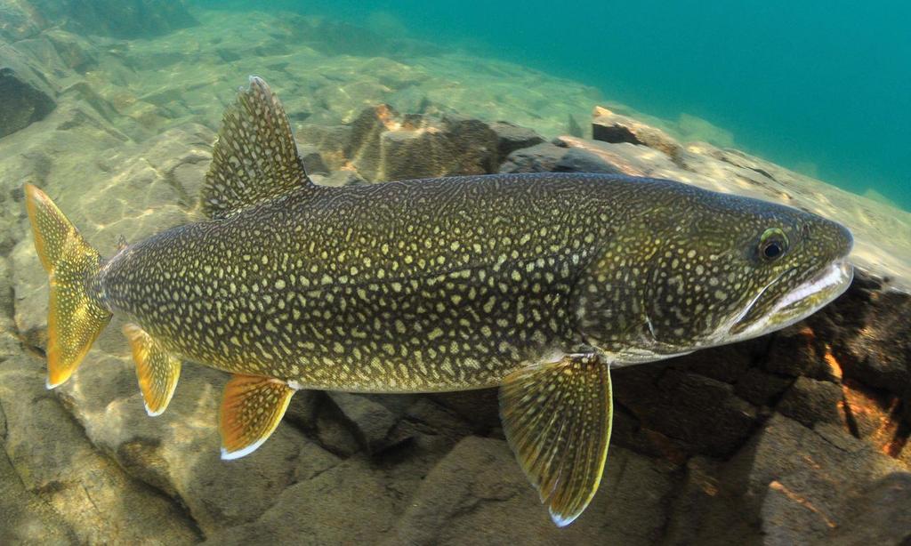 Lake trout (Salvelinus namaycush) Lake populations with few or no migration possibilities will be more impacted importance of thermal refuges stratification of the water column = reduction of