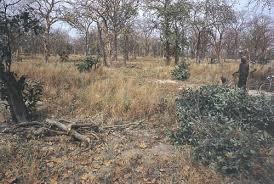 FOREST DEGRADATION Although forest area has remained relatively stable in India and there are some