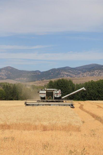 Organic Grain, Pulse & Oilseed Washington State Acres Acres 16,000 14,000 12,000 10,000 8,000 6,000 4,000 2,000 0 2004 2005 2006 2007 2008 2009 2010 2011 2012 Wheat