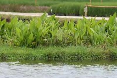 Stormwater Pond Treatments Improve Pond