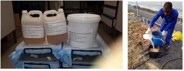 Figure 10. (left) Composting microbe & Bio-fertilizer produced by CSIR-ZA; (right) Microbes inoculation Figure 11. (left) Sugar cane bagasse heap; and (right) Vegetable + bagasse heap.