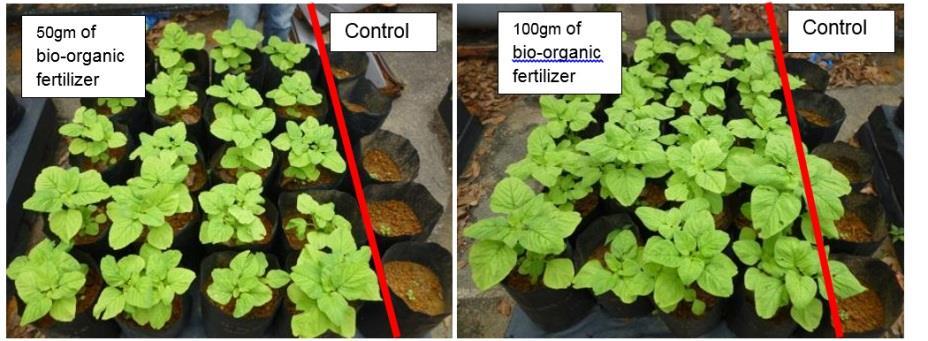 Figure 15. Trial on Spinach at Myagri, plants treated with bioorganic fertilizer (left side of test plot) vs control (right side of test plot) 3.